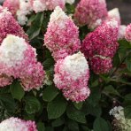 Hortenzia metlinatá (Hydrangea paniculata) ´LIVING COLOURFUL COCKTAIL´® by LIVING CREATIONS® - výška 20-30 cm, kont. C2L